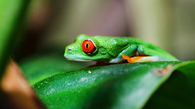 frog image